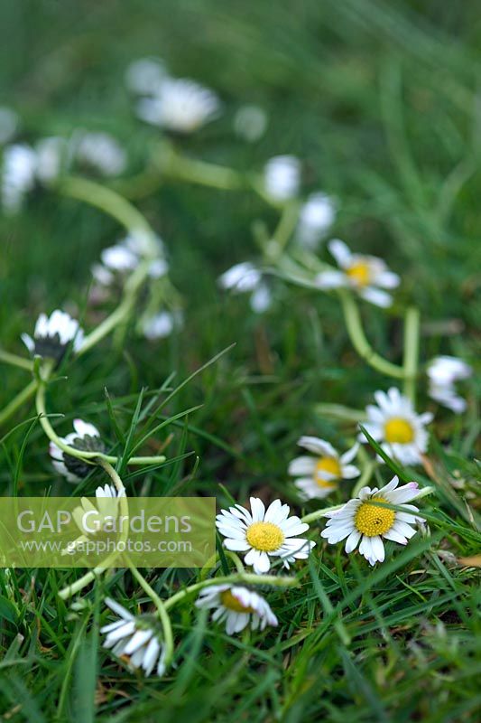 Bellis perennis Daisy chain laying in grass