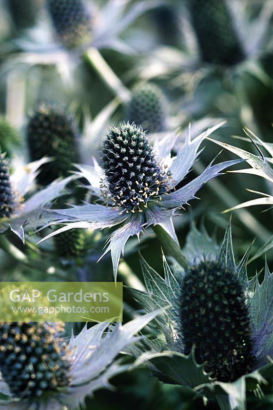 Eryngium giganteum Miss Willmott s Ghost Sea holly Close up of the flower cones with silver green bracts