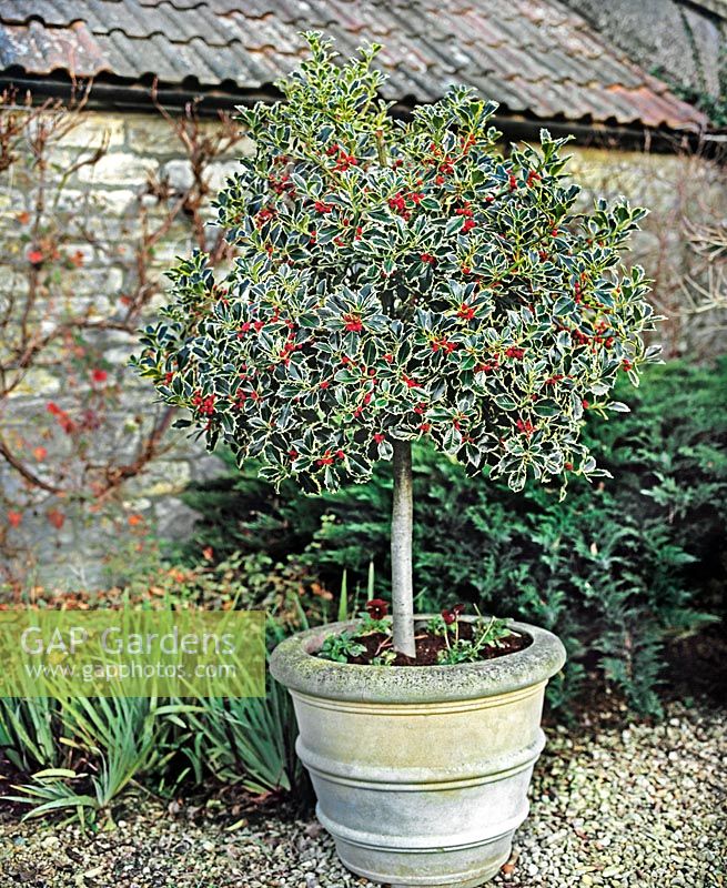 Ilex aquifolium 'Argentea Marginata' (broad-leaved silver holly) variegated foliage and red berries in container