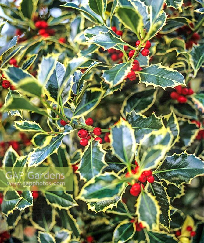 Ilex aquifolium 'Argentea Marginata' (broad-leaved silver holly) variegated foliage and red berries