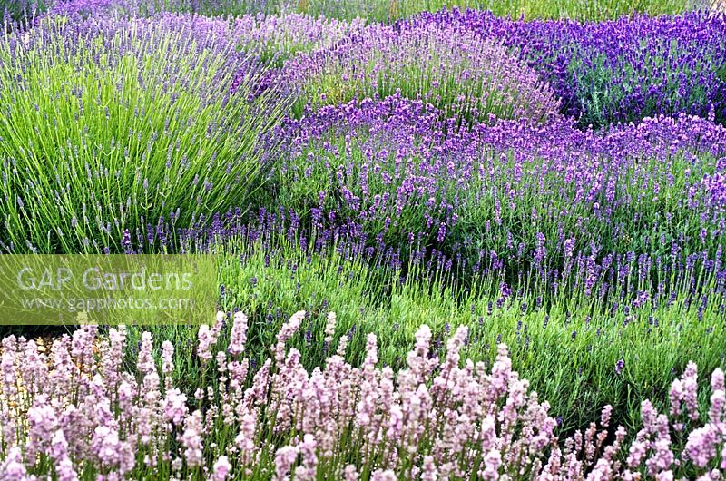 Lavandula spp Lavender Varieties of Lavender growing in mounds together
