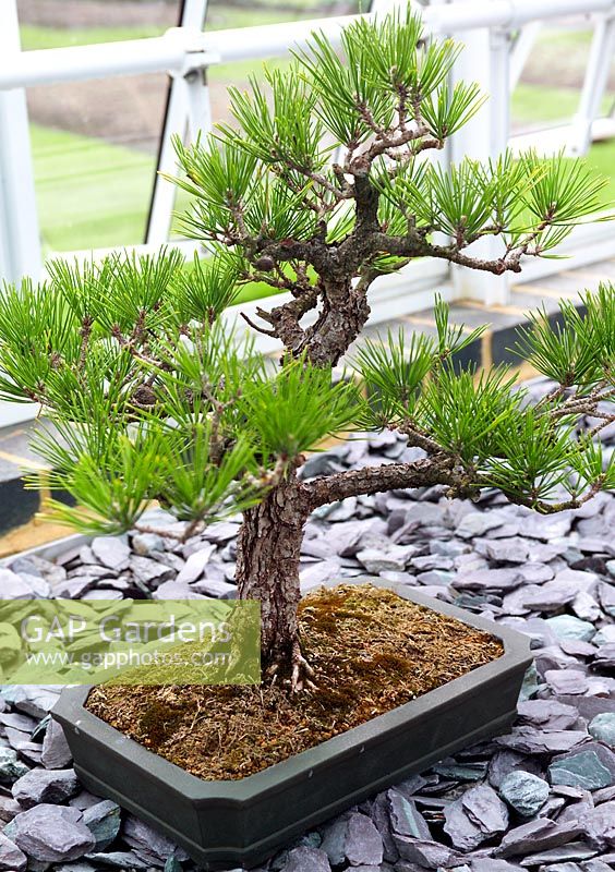 Pinus thunbergii (Japanese Black Pine) bonsai evergreen coniferous dwarf tree