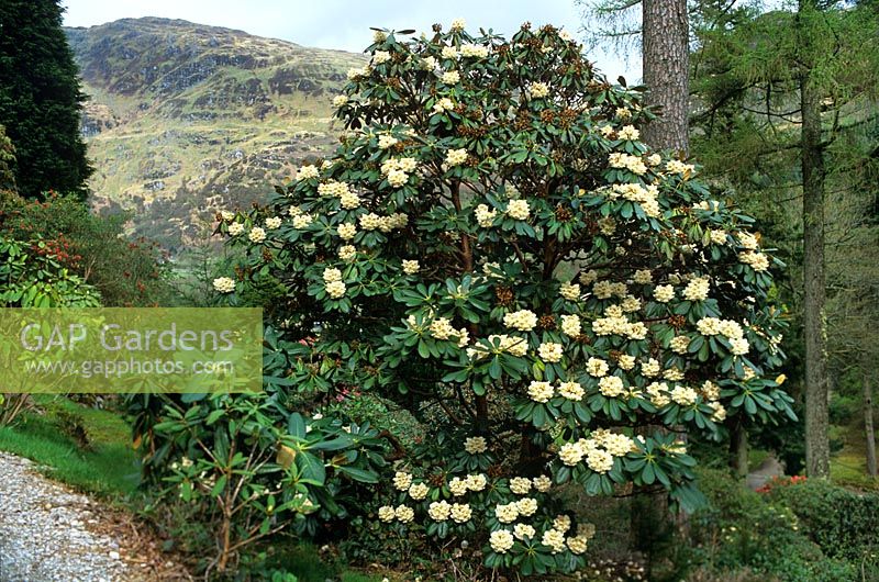 Rhododendron arizelum subsp falconera view of hills at Benmore Botanic Garden Dunoon Argyllshire Scotland