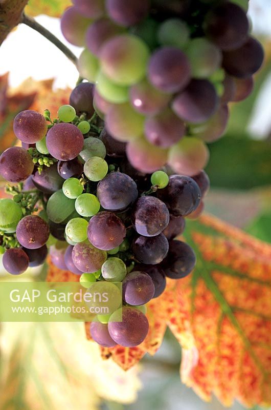 Vitis vinifera grape vine Black grapes foliage