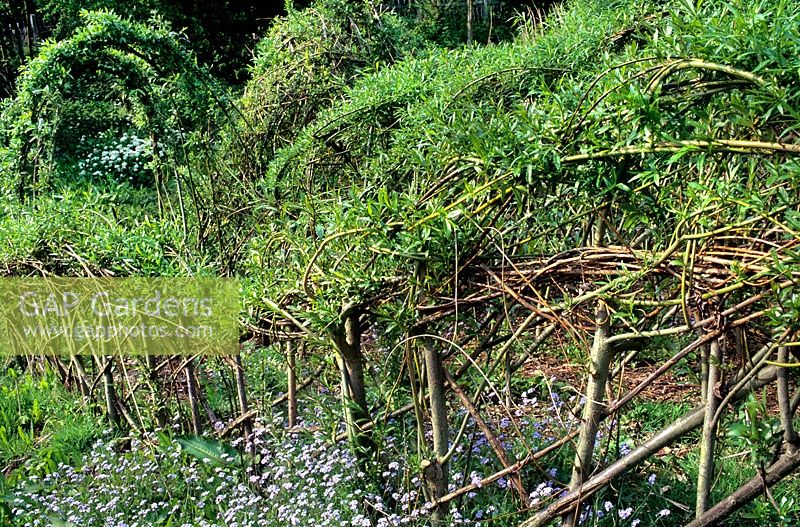 Woven Willow living fence Greenwood Trust