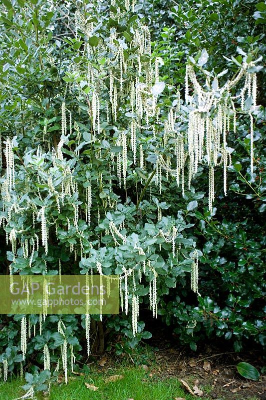 Garrya elliptica or Silk-tassel Bush in winter