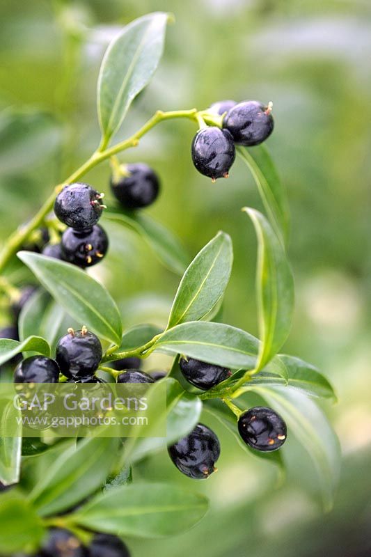 Sarcococca confusa (Sweet Box) flowers & black seeds