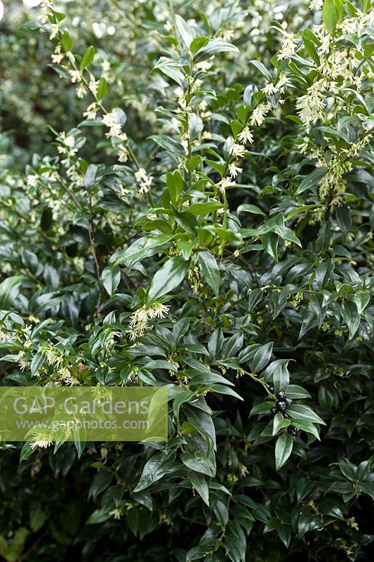 Sarcococca confusa (Sweet Box) in flower