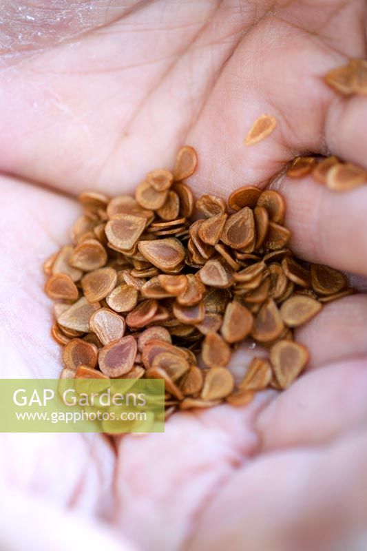Fritillaria seeds held cupped in hands
