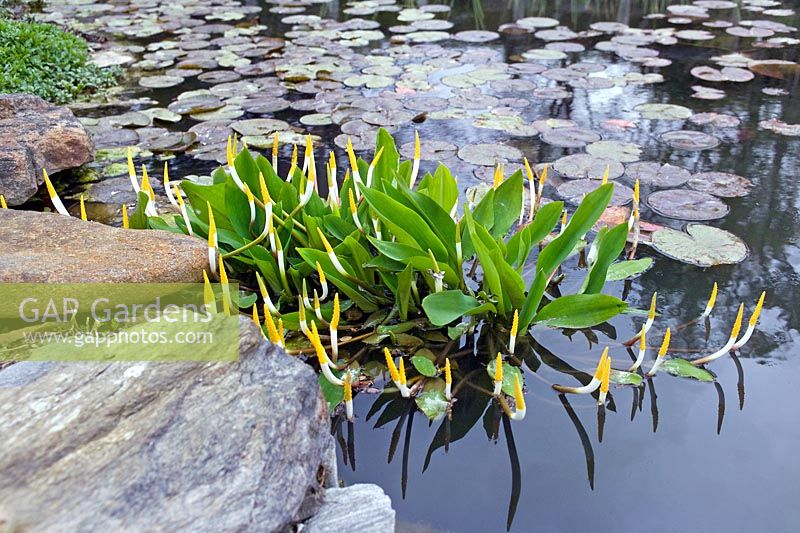 Orontium aquaticum (golden club) at Chanticleer Garden, PA, USA