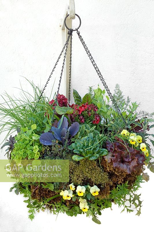Hanging basket with edible plants