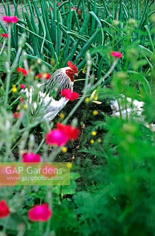 Chickens in garden amongst Rose campion Lychnis coronaria Channel Four Lost Gardens series