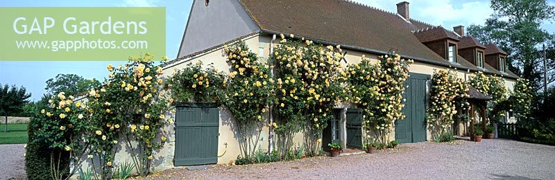 Climbing roses spread over house France