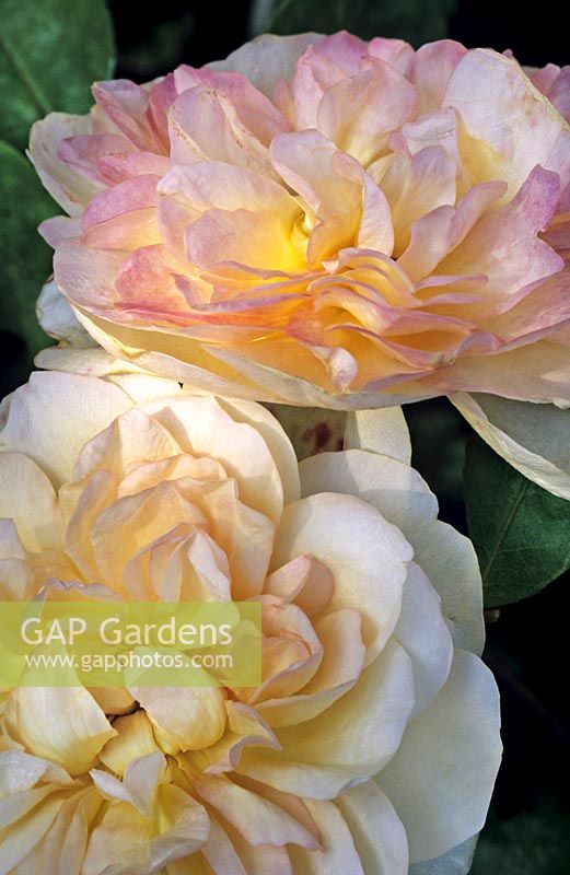 Rosa 'Desprez a Fleurs Jaunes' (noisette rose) blooms close up