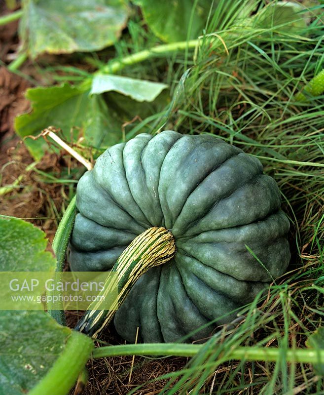 Pumpkin Blue Hubbard growing on the ground