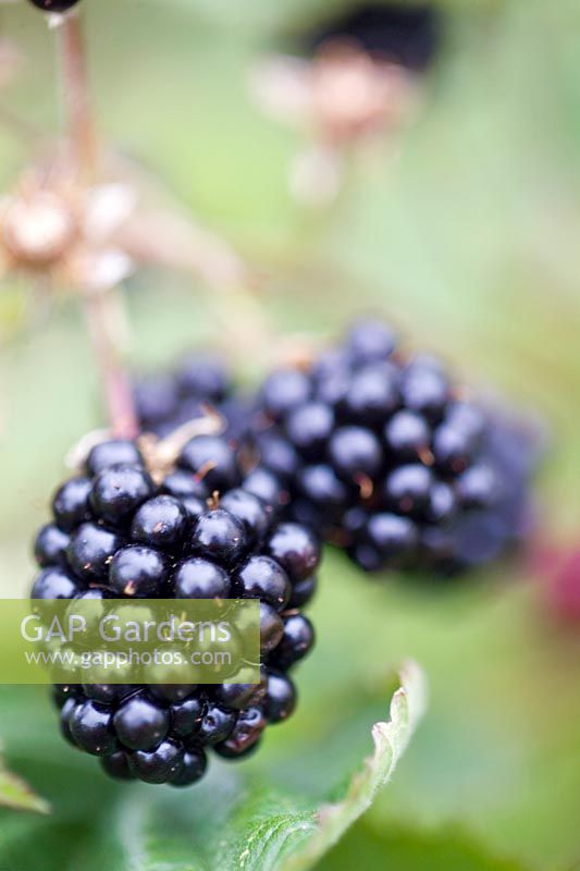 Blackberry Loch Tay Thorn free Brambles Black berries on the stem Saltire Fruits Ltd Dundee Scotland