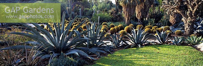 Agave americana and Echinocactus grusonii at Huntington Botanic Garden Los Angeles California USA