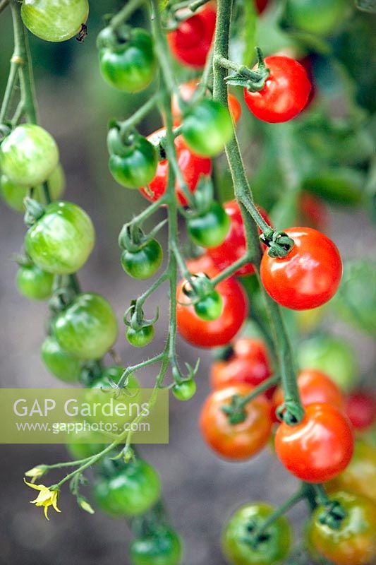 Tomato 'Gardeners Delight' (cherry type tomato)