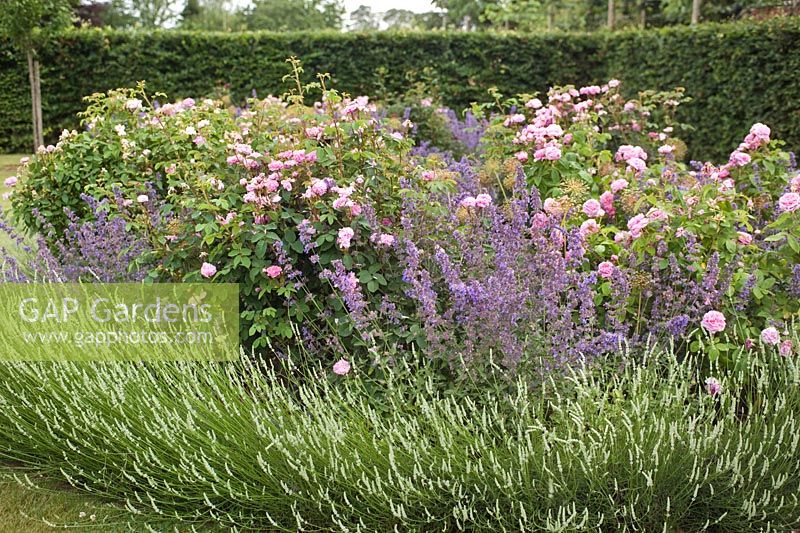 Rosa 'Compte de Chambord', Rosa 'James Mitchell', Nepeta sp & Lavandula  in Scampston Walled Garden, design by Piet Oudof