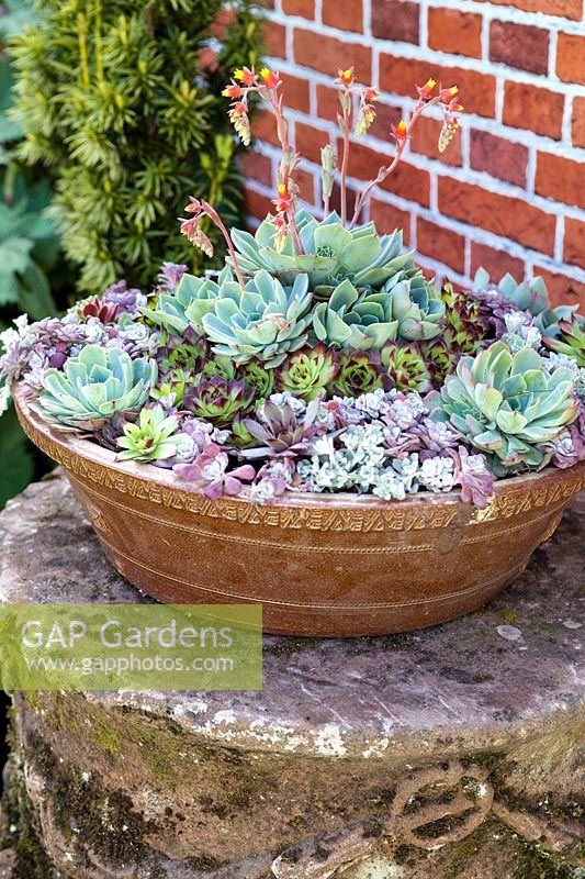 Ceramic bowl with a variety of small succulent plants including Sempervivum