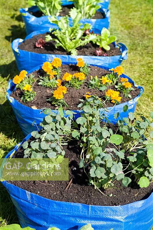 Ikea bags planted with vegetables companion plants including Tagetes Marigold Tropaeolum Nasturtium Lettuce