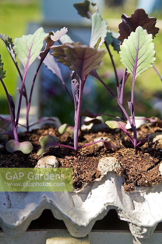 Purple Cabbage seedlings planted in old cardboard egg trays
