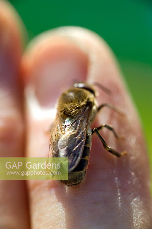 Honey bee sitting on hand