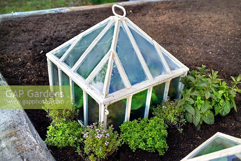 Victorian style metal glass plant protector cloches with mix of herb salad leaf plants