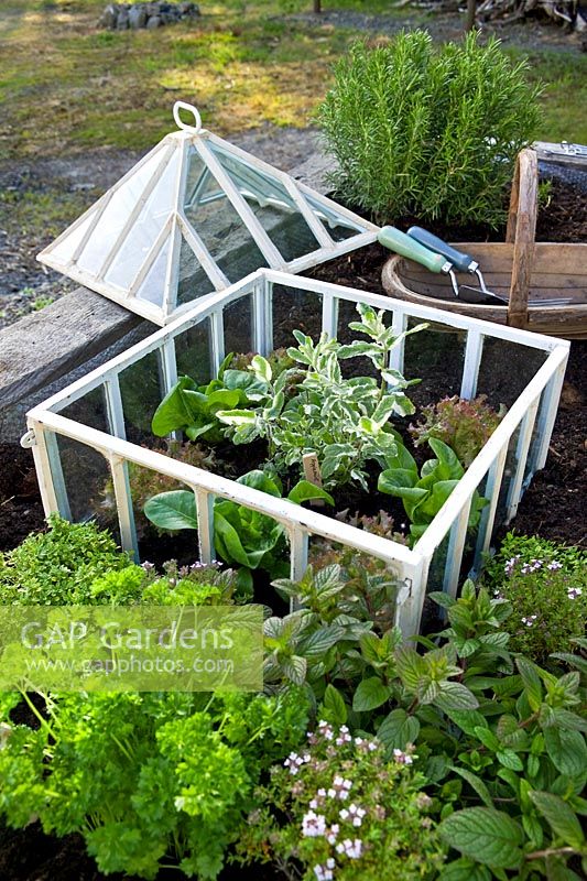 Victorian style metal glass plant protector cloches with mix of herb salad leaf plants