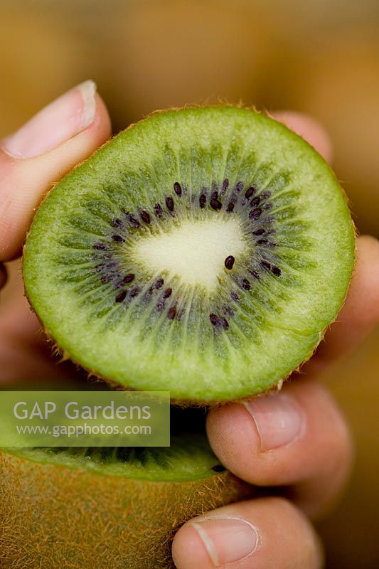 Hand holding a halved kiwi fruit (Actinidia deliciosa)