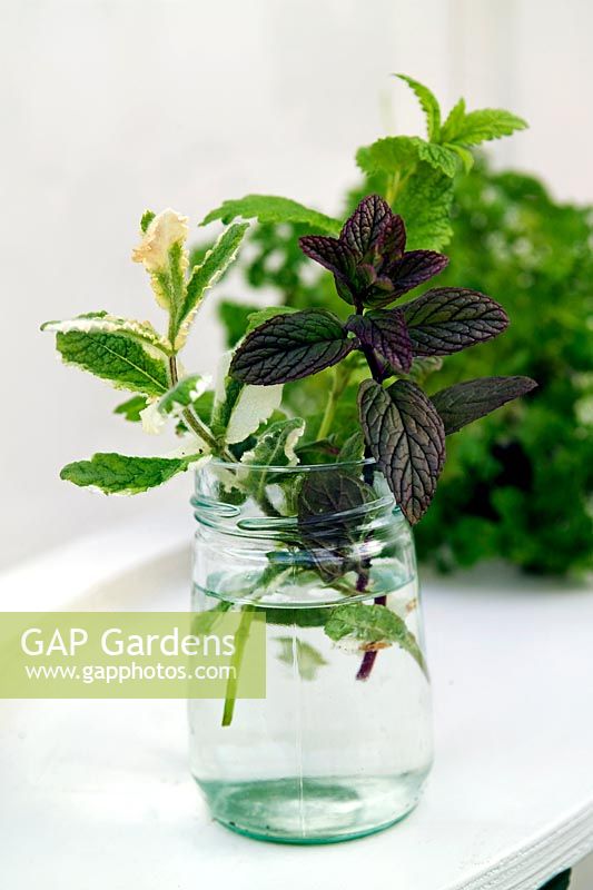 Apple Mint common Mint foliage in jar of water to keep fresh