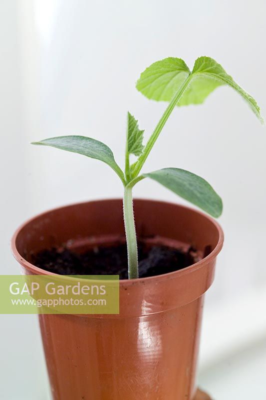 Young Butternut Squash plant