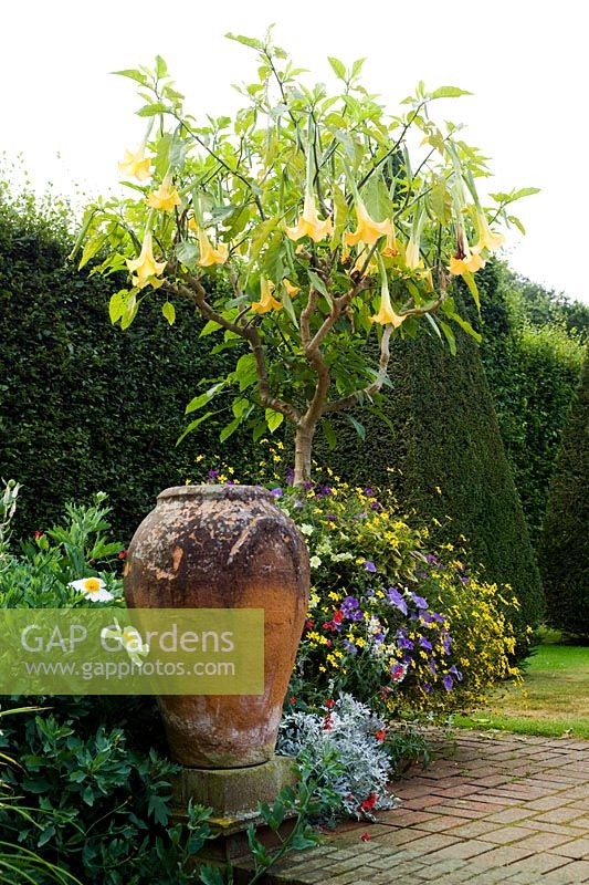 Yellow flowering Brugmansia with bedding plants and terracotta urn at East Ruston Old Vicarage, Norfolk, England