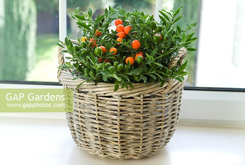 Solanum capsicastrum (Winter cherry) with red fruit in wicker basket