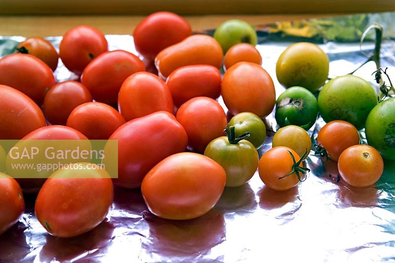 Tomatoes ripening on silver foil tray on window ledge