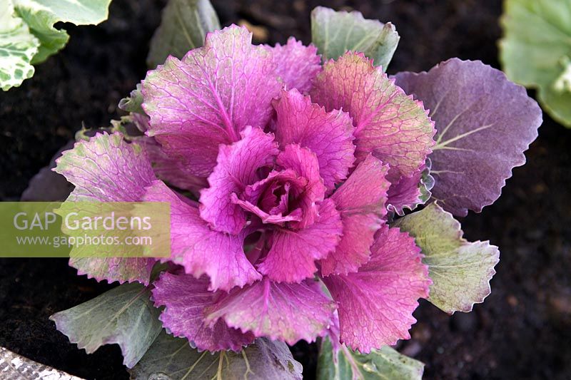 Ornamental cabbage (Brassica oleracea Capitata Group) with purple coloured foliage