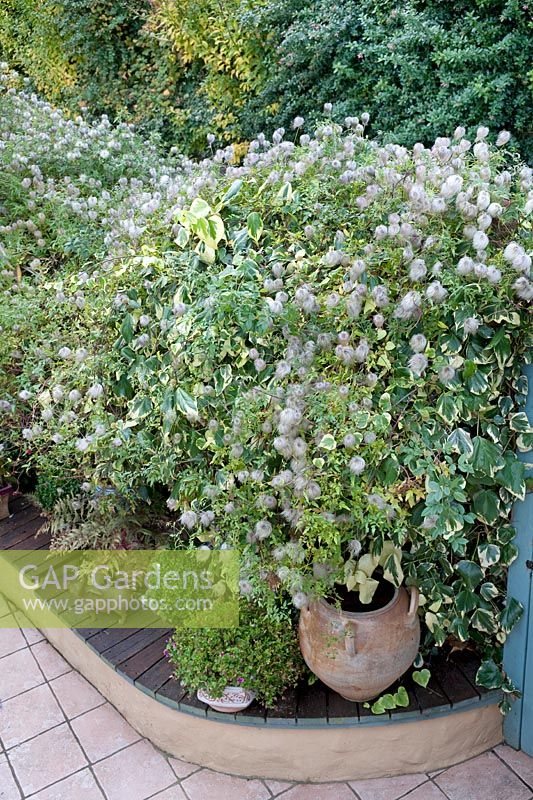 Courtyard screen planted with climbers including Clematis tangutica (Golden clematis) and a variegated Hedera sp (ivy)