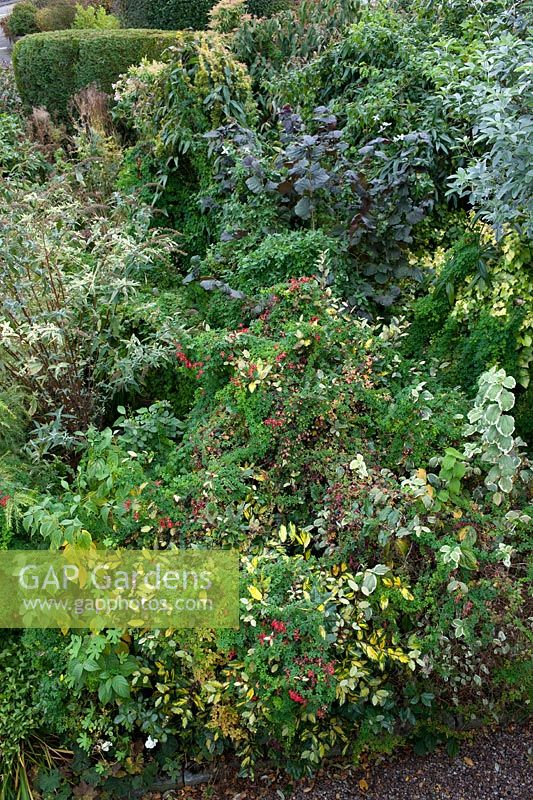 Shrub border in autumn garden