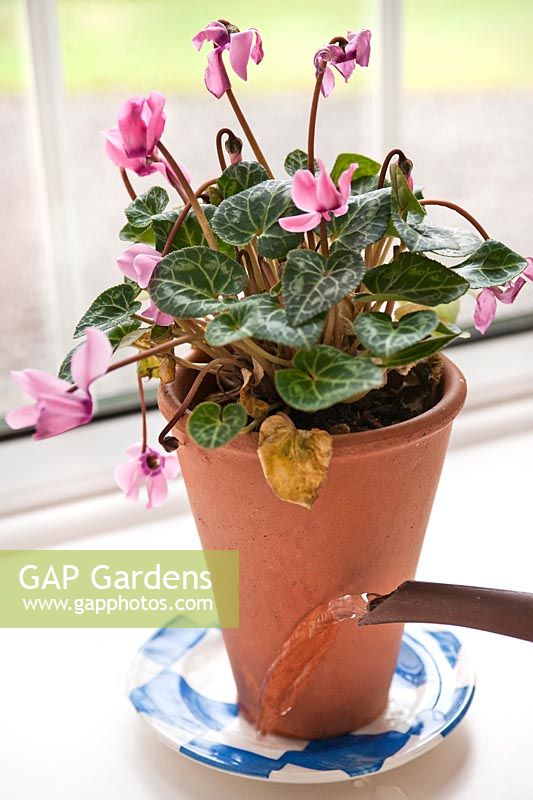 Watering a wilting Cyclamen midi persicum from the bottom of the pot