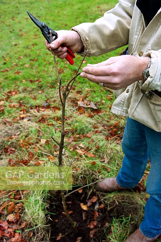 Male gardener pruning back a newly planted apple tree sapling in late autumn using secateurs