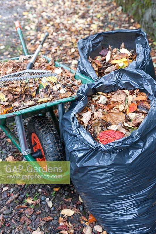 Autumn leaves gathered into binbags and wheelbarrow