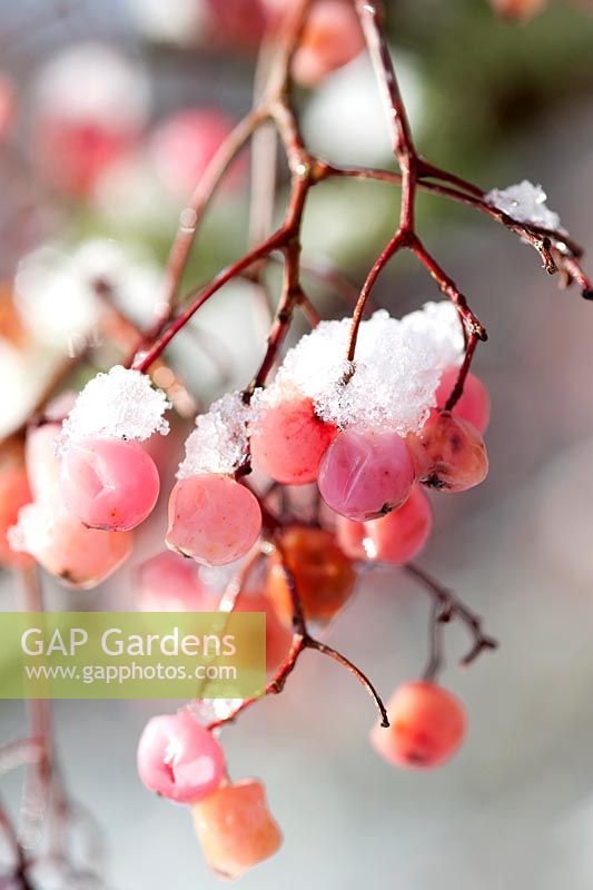 Close up of Sorbus sp (rowan) pink berries covered with snow in winter