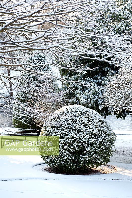 Clipped Ilex cv (holly) ball covering with snow and bench by the River Doon, Ayrshire, Scotland