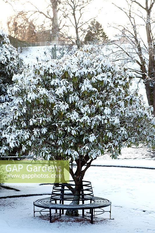 Rhododendron shrub with circular metal bench seat and covering of snow in Alloway, Ayrshire, Scotland