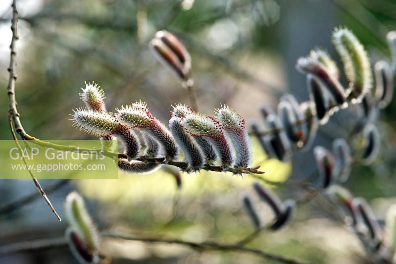Salix chaenomeloides catkins