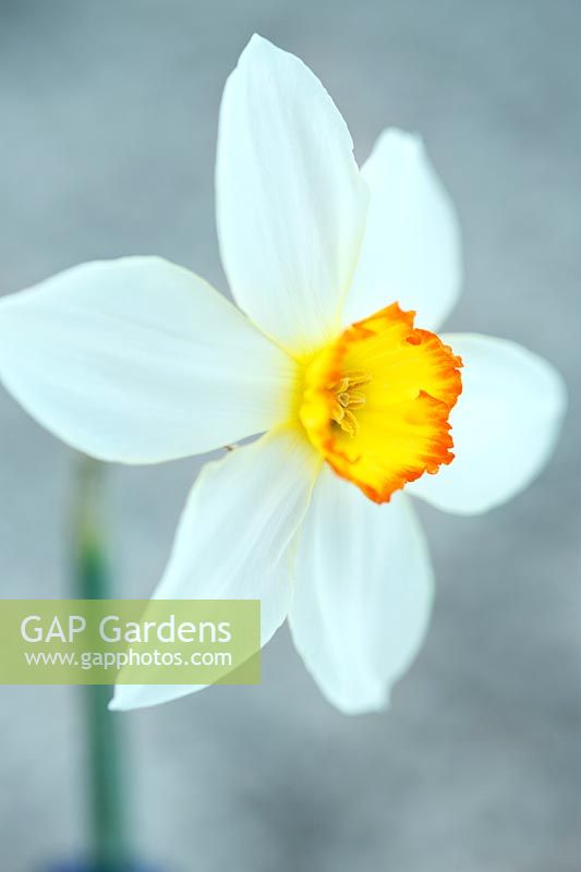 Narcissus 'Albatross' (Div 3 Small-Cupped Hybrid daffodil)