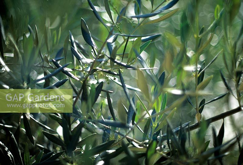 Olea europea Olive tree Blue green silver foliage