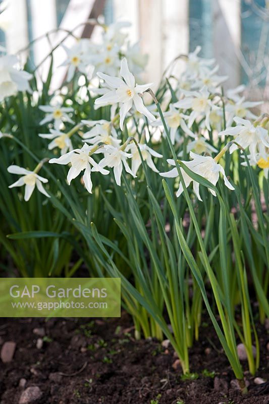 Clump of Narcissus 'Amabilis' (Div 3 Small-Cupped Hybrid daffodil) at Croft 16 daffodils, Wester Ross, Scotland