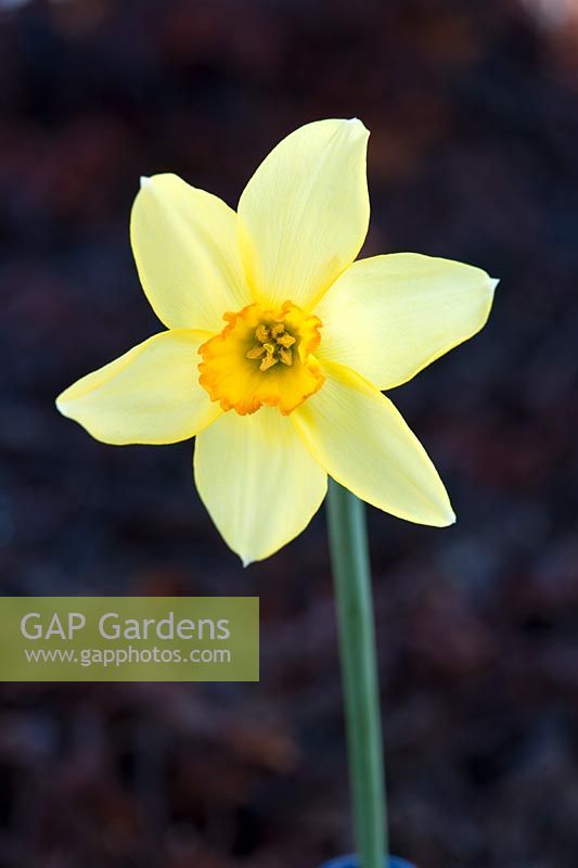 Narcissus (Barrii) 'Conspicuus' (Div. 3 Small-Cupped Hybrid daffodil)