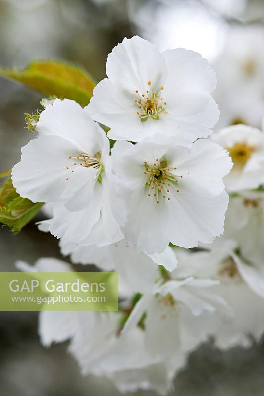 Prunus 'Shirotae' (Cherry 'Shirotae') white blossom